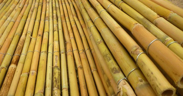 Bambu Kamış
