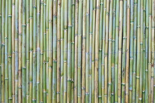 Bambu kamış
