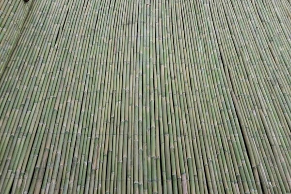 Bambu kamış