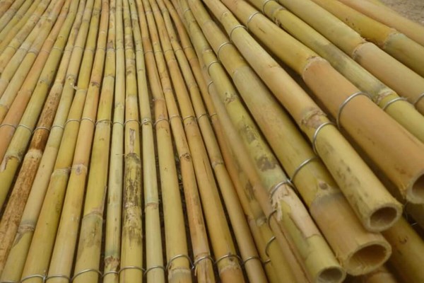 Bambu kamış