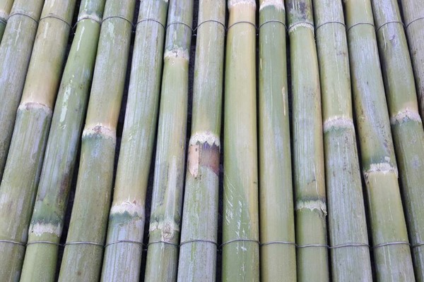 Bambu kamış