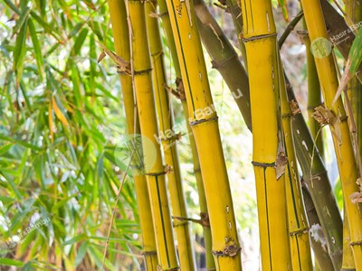 Bambu Kamış
