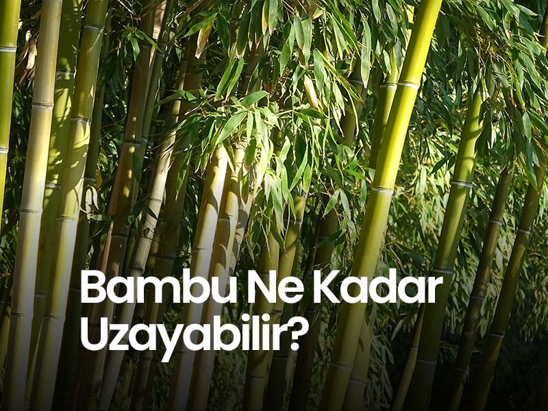 bambu-nedir