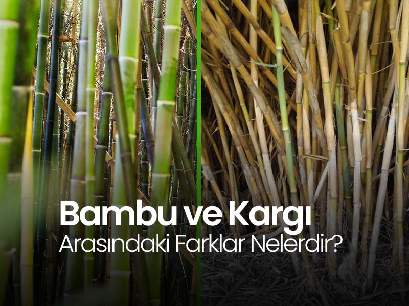 Bambu ve Kargı Arasındaki Farklar Nelerdir