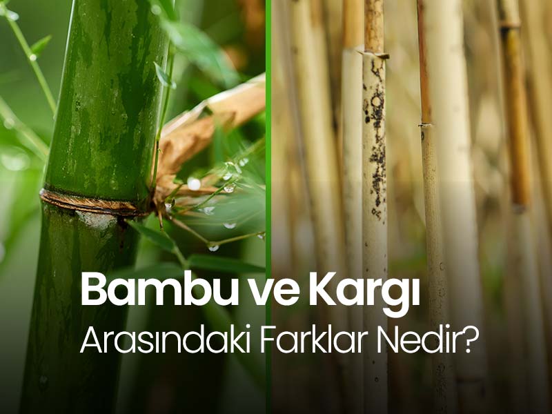 Bambu ve Kargı Arasındaki Farklar Nelerdir