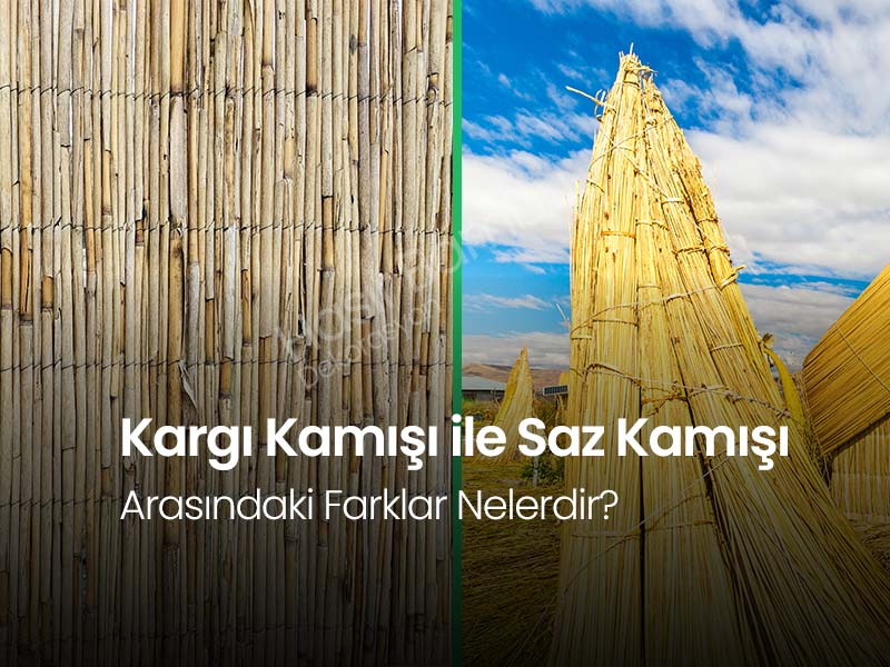 Kargı Nedir?